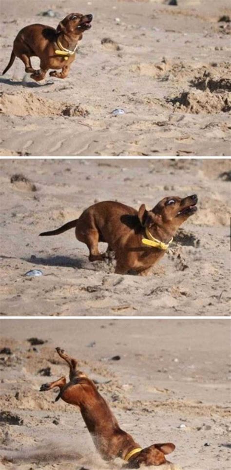 Go Ahead Laugh At These Hilarious Dog Fails Klykercom