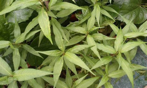 This powder can be taken for cures excitement of insanity. Grow herbs in Malaysia: Grow herbs in Malaysia