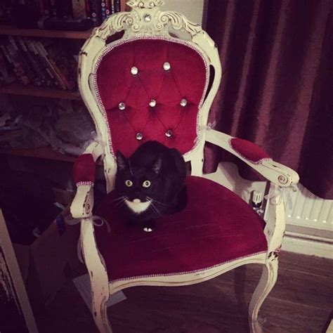 18 Regal Cats Who Would Win The Game Of Thrones The Dodo