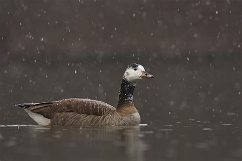 Paarungsritual der kanadagans (branta canadensis) video zum artenportrait bei erfolgreiche bruten der kanadagans in südwestmecklenburg an der elbe sind recht selten. Kanadagans (Forum für Naturfotografen)