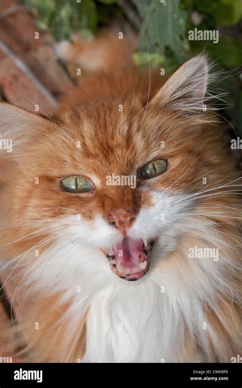 Ginger Cat Meowing Stock Photo Alamy
