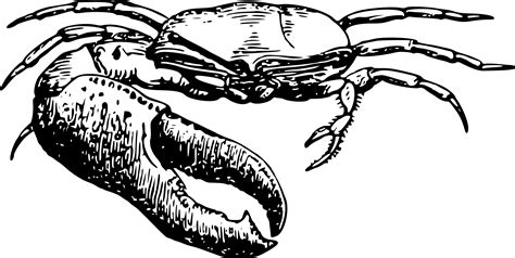 2400 X 1210 5 Fiddler Crab Clipart Png Download Large Size Png