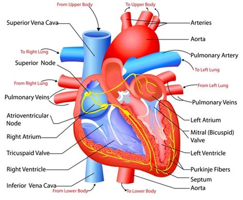 Structure And Function Of The Heart
