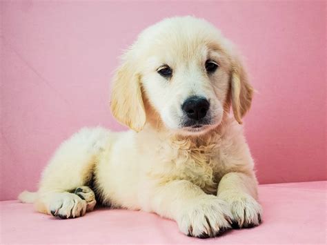 They are 10 weeks old, vet checked, dewormed and have all vet records up to date. Golden Retriever-DOG-Female-Golden-2711372-Petland Las Vegas, NV