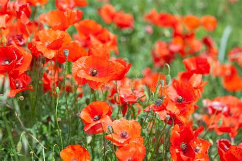 Poppies Flower Blossom Beautiful Wild Field Of Red Poppies Stock Photo