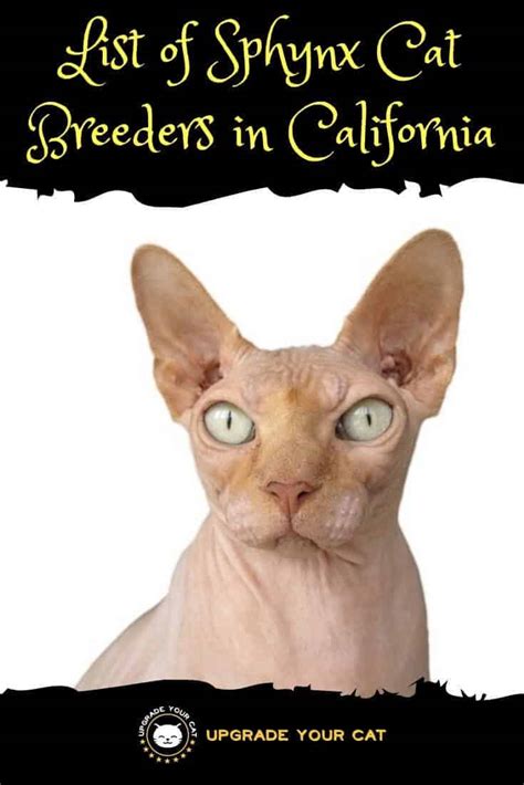 That is the basis for you and your sphynx cat future happy life. Sphynx Cat Breeders in California - Upgrade Your Cat
