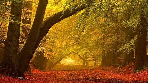 Autumn Peaceful Misty Beauty Mist Fog Autumn Splendor Foggy Trees Road Pathway Woods