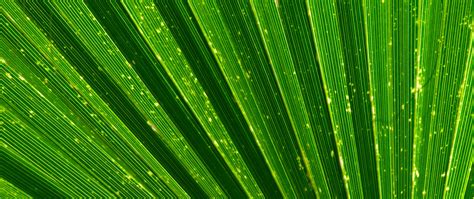 Download wallpaper 2560x1080 leaf, palm, texture, green ...