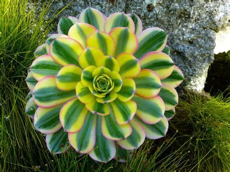Aeonium Sunburst Succulent Care And Growing Tips Growingvale