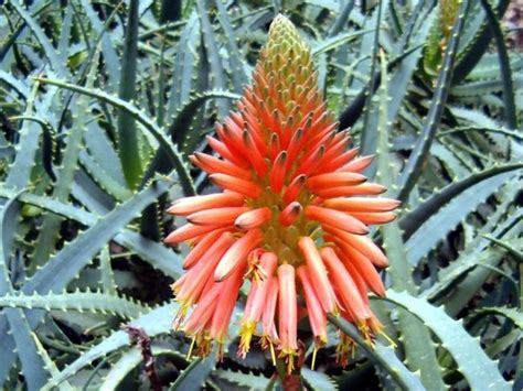 We did not find results for: Aloe Vera - Healing Plant | Way of the Wild Heart