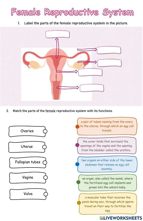 Female Reproductive System Activity For Grade 5 Reproductive System Reproductive System