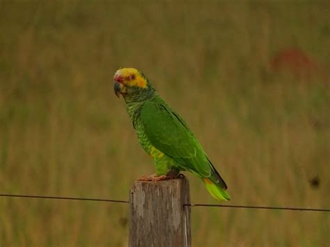 Foto Papagaio Galego Alipiopsitta Xanthops Por Lucas Yanai Bird