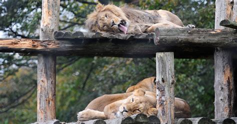 Recap First Look At Major New Lion Habitat At Chester Zoo Cheshire Live