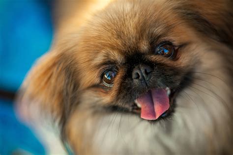 Smallest Dog Breeds In The World The Delite