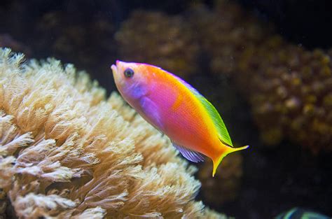 Fish Of Many Colors Photograph By Cheryl Cencich Pixels