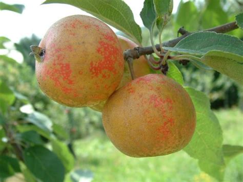 Most apple varieties produce is the best time to plant in most parts of virginia. Fruit Trees In Virginia | Fruit Trees