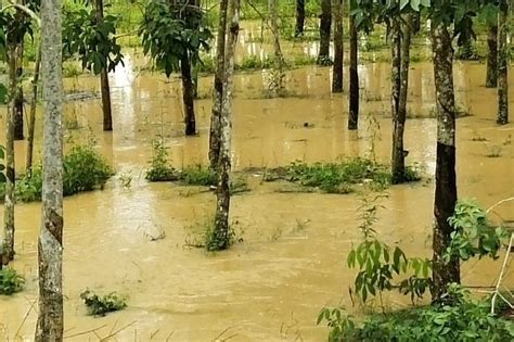 Mau lihat pohon karet lebih. Hujan Deras, Ratusan Hektare Kebun Karet di Lampung ...