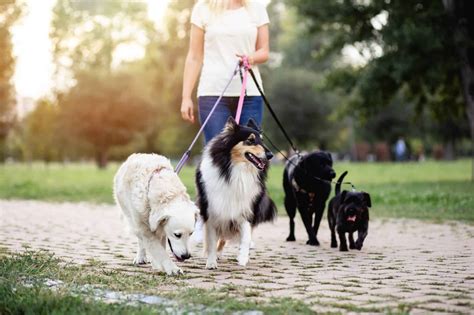 Find A Reliable Local Pet Sitter Main Street Veterinary Clinic