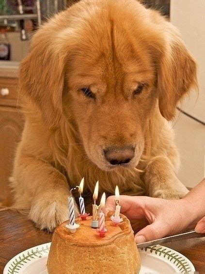 Happy Birthday Golden Retrievers Picture Dog Breeders Guide