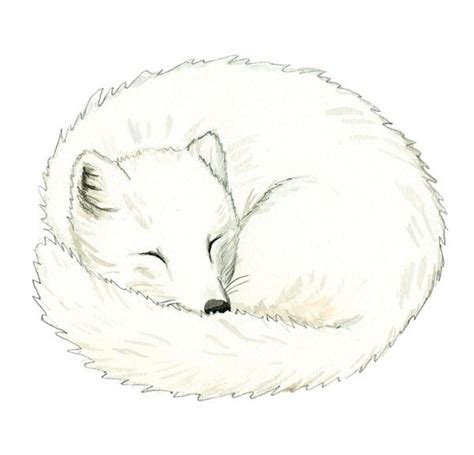 Simple Arctic Fox Drawing Bret Draper