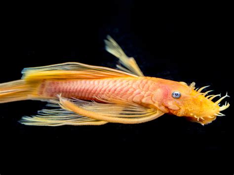 L144a Longfin Blue Eye Lemon Bristlenose Pleco Ancistrus Tank Raised