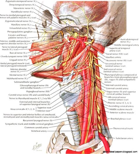 The nerves of the head and neck include the most vital and important organs of the nervous system — the brain and spinal cord — as well as the organs of the special senses. Human Anatomy Neck Neck Anatomy Best Hd Wallpapers | Human ...