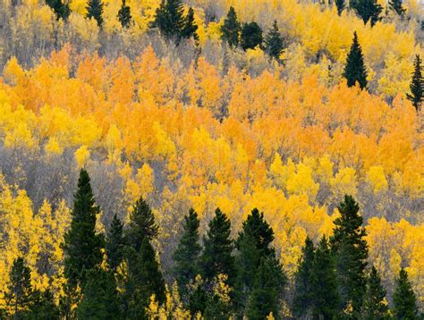 What Trees Provide The Best Fall Colors With Pictures