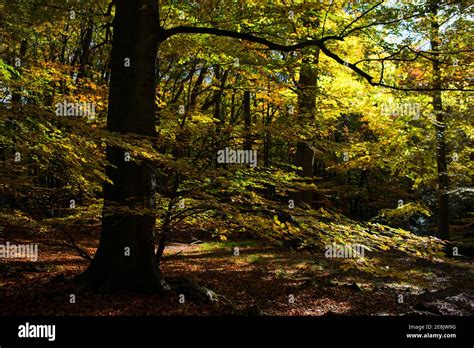 Dapple Light Hi Res Stock Photography And Images Alamy