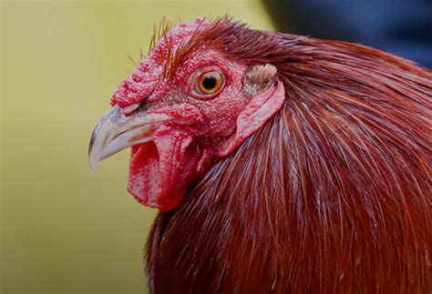 Feathers Fly As Gamecock Mascot Drama Comes Full Circle - FITSNews