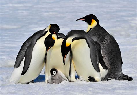 Emperor Penguins Are Threatened Study Recommends Special Protection
