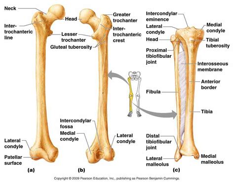 Anatomy The Bones Of The Lower Limb