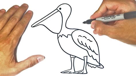 How To Draw A Pelican Step By Step Pelican Drawing Lesson Youtube