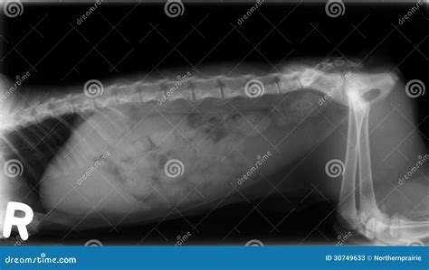 Xray Of Dog Abdomen Stock Image Image Of Intestine Thorax 30749633