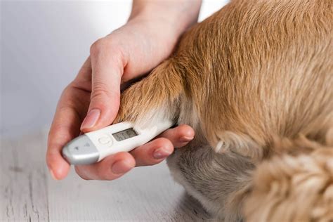 What Should My Pregnant Dogs Temperature Be