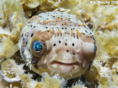 Pufferfish Cozumel 2014 Mike Meacher Photography Fish Pet Beneath