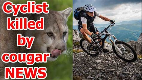 Latest News Of Cougar Cougar Attack Washington Cougar Kills