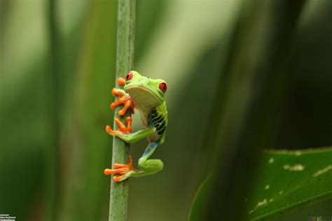 If you're looking for the best frog wallpaper then wallpapertag is the place to be. Funny Frog Wallpapers - Wallpaper Cave