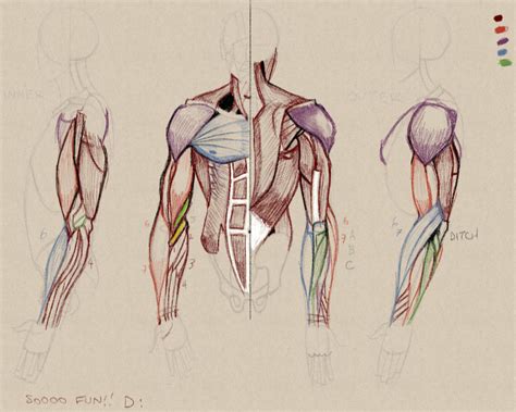 Anatomical Study Arms By Pseudolonewolf On Deviantart