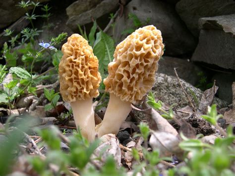 Identifying Yellow Morel Mushrooms (Morchella sp.) - Hunt Mushrooms
