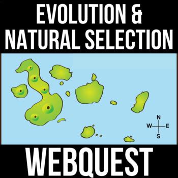 Form of natural selection by which the center of the curve remains in its current position; Darwin, Natural Selection, & Evolution Webquest - PDF ...