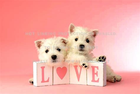 Best 41 Puppy Love Desktop Backgrounds On Hipwallpaper