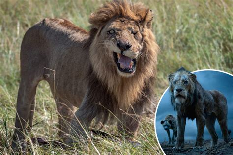 He has been a pride male for eight years, six of them with the same pride of. This one-eyed lion could be the real-life Scar from Disney ...