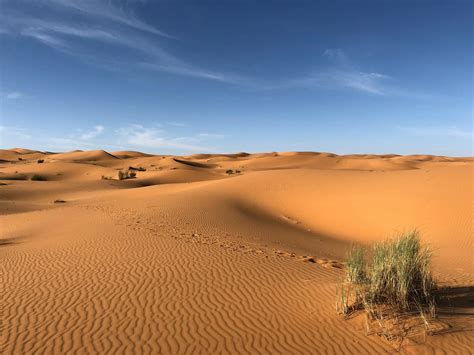 Green Grasses On Sahara Desert · Free Stock Photo