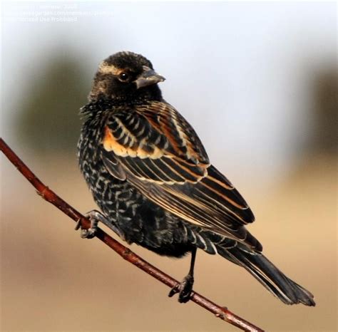 Bird Pictures Red Winged Blackbird Agelaius Phoeniceus By Dellrose