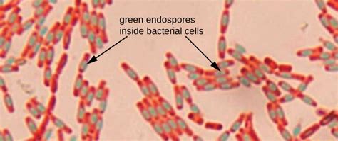 What Is The Difference Between Spore And Endospore Pediaacom