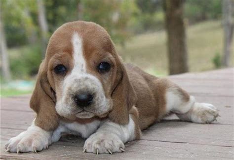 Basset Hound Puppy For Sale Text Us 213 769 8542 Dogs For Sale Price