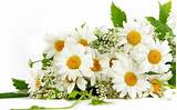 Aster Flower Photo Pictures