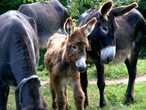 Mamoth Donkies | Cute donkey, North american animals, Donkey donkey