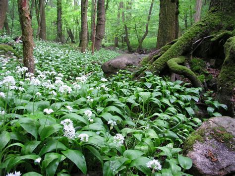 Duben je obdobím, kdy se spousta lidí vydává jít hledat tuto všestrannou a štiplavou rostlinu, která má široké. Zdravě jíst: Medvědí česnek