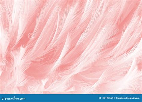 Pink Feathers Line Texture Background Stock Photo Image Of Decoration